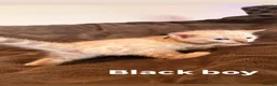 Bengal cats for sale: Beautiful Snow Bengals  - Advert 23