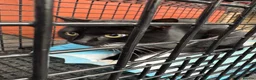 Bombay cats for sale: Two boys and one girl semi feral - Advert 4