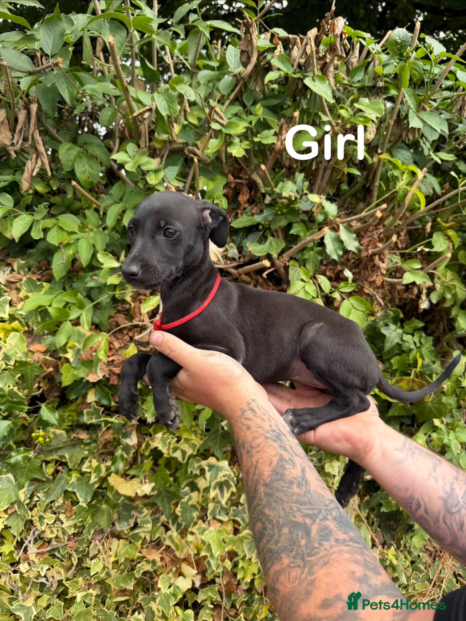 Mixed Breed dogs Lurcher cross puppies  - Advert 2