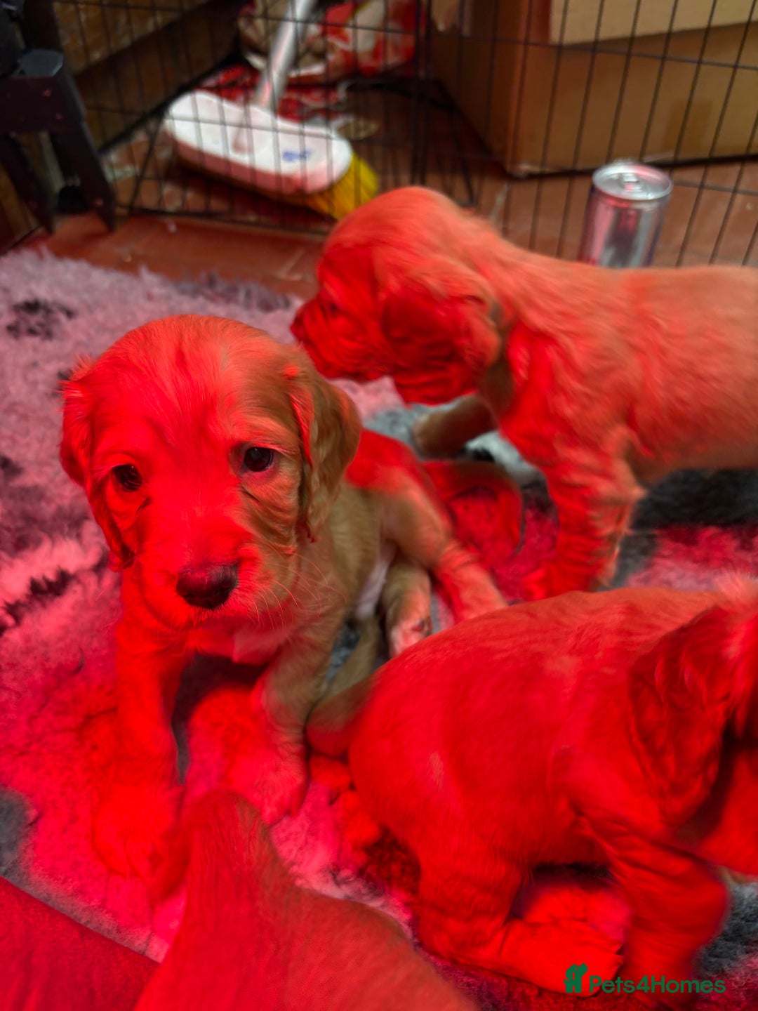 Cocker Spaniel dogs for sale: Golden Cocker spaniel puppies working bred  - Advert 17