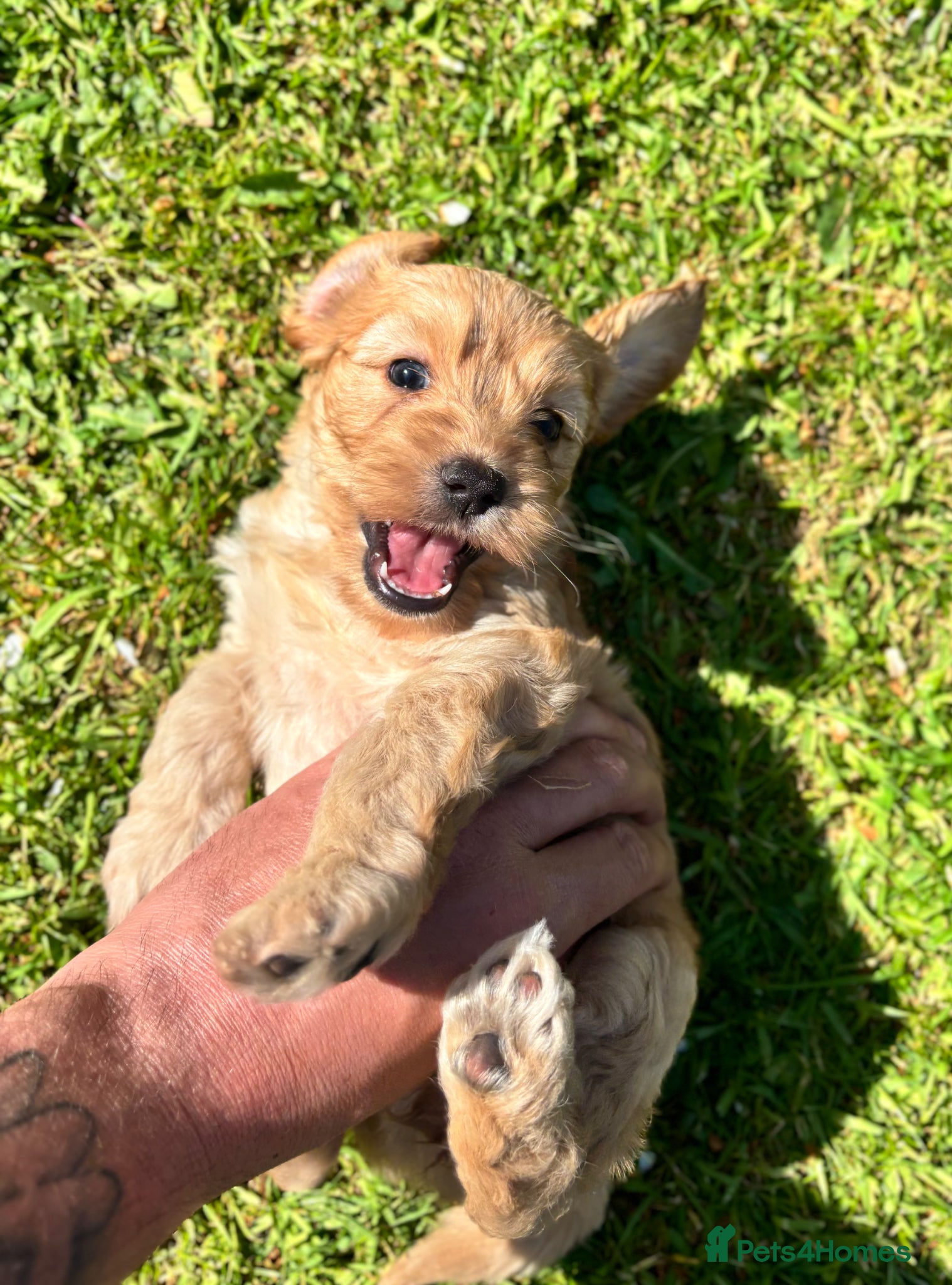 Cockapoo dogs ✨Stunning F1 Cockapoo Puppies✨ Doncaster 📍 - Advert 16