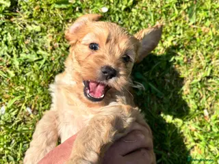 Cockapoo dogs ✨Stunning F1 Cockapoo Puppies✨ Doncaster 📍 - Advert 16