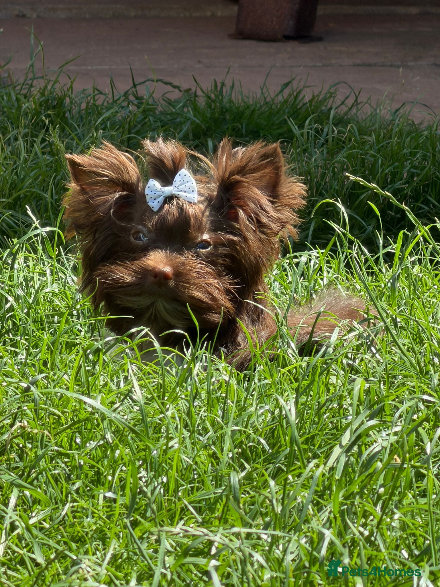 Yorkshire Terrier dogs Beautiful Yorkshire terrier pups🩵🩷 - Advert 13