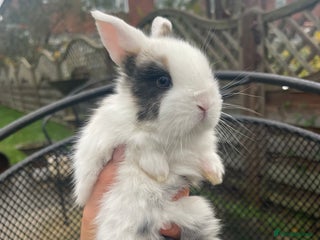 Mini Lop rabbits for sale: Baby Mini Lop Bunnies for Sale - Advert 1