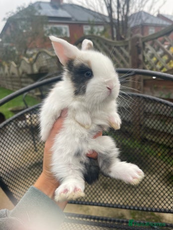Mini Lop rabbits Baby Mini Lop Bunnies for Sale - Advert 3