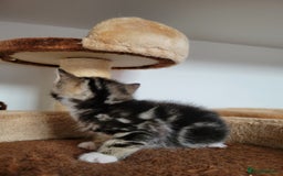 Mixed Breed cats for sale: 4 adorable kittens for sale - Image 12