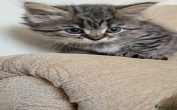 British Shorthair cats for sale: British Short-hair kittens - Image 9