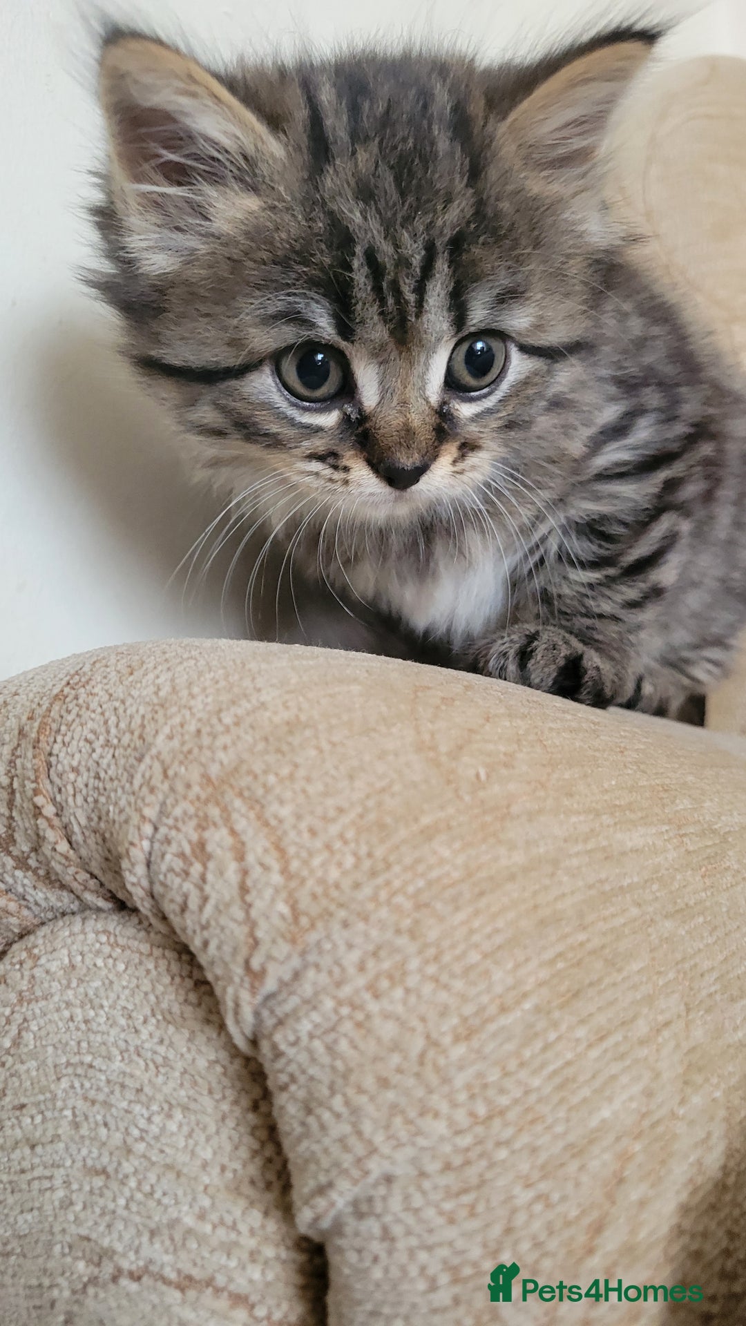 British Shorthair cats for sale: British Short-hair kittens - Image 9