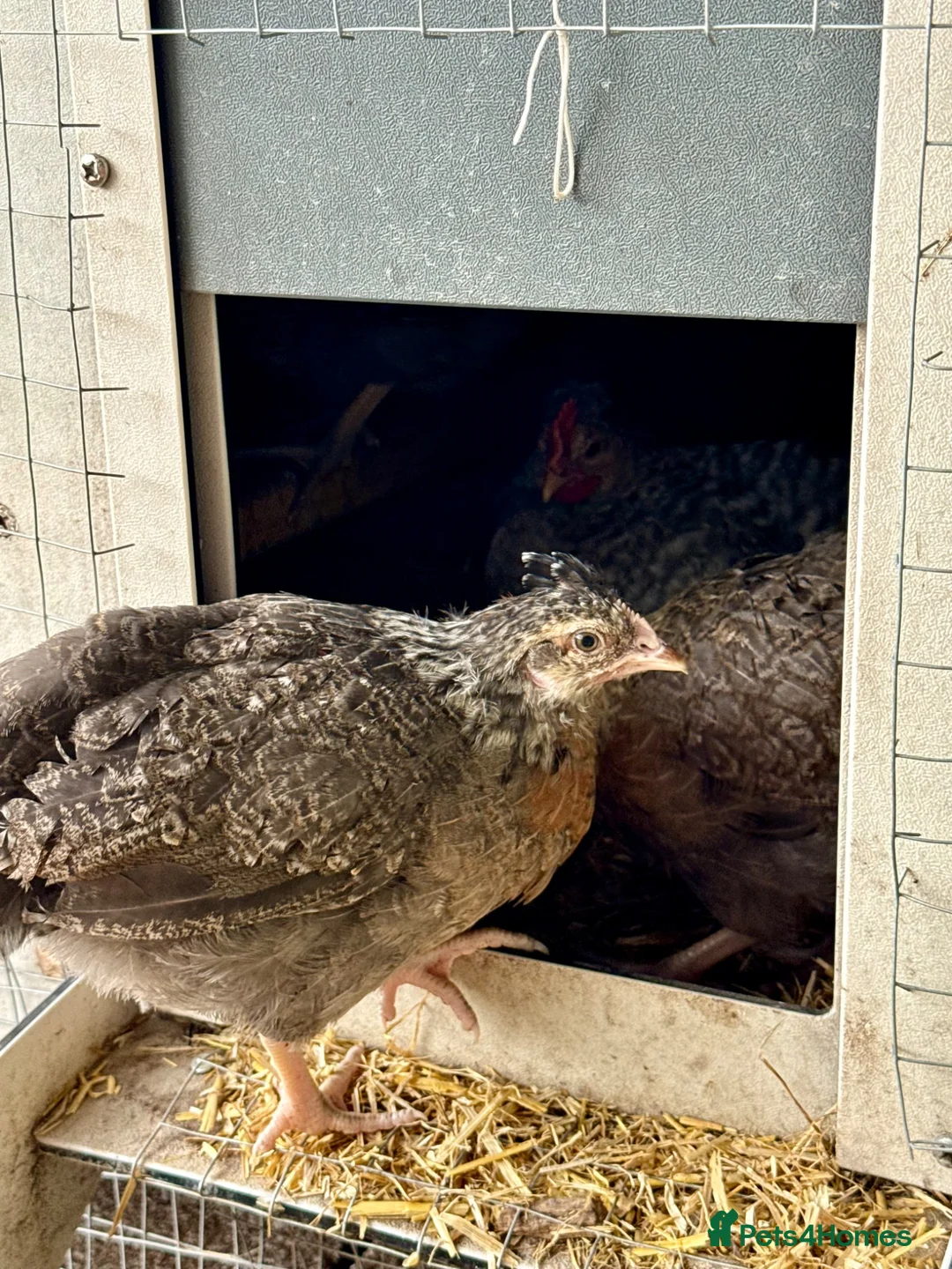 Chickens poultry for sale: Cream Crested Legbar Growers in Wedmore - Advert 9