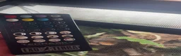 Gecko reptiles for sale: crested gecko and vivarium in Waterlooville - Advert 4