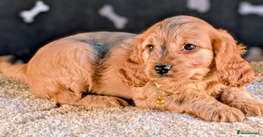 Cavapoo dogs - Advert 1