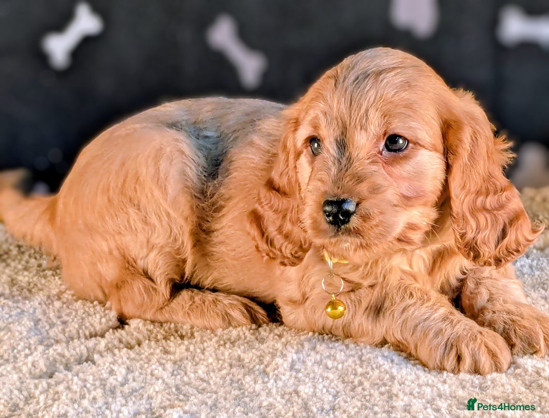Cavapoo dogs for sale: Adorable Cavapoo Puppies Ready for thier new home - Image 6
