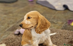 Cocker Spaniel dogs for sale: Pedigree SHOW Cocker Spaniel Puppies - Image 8