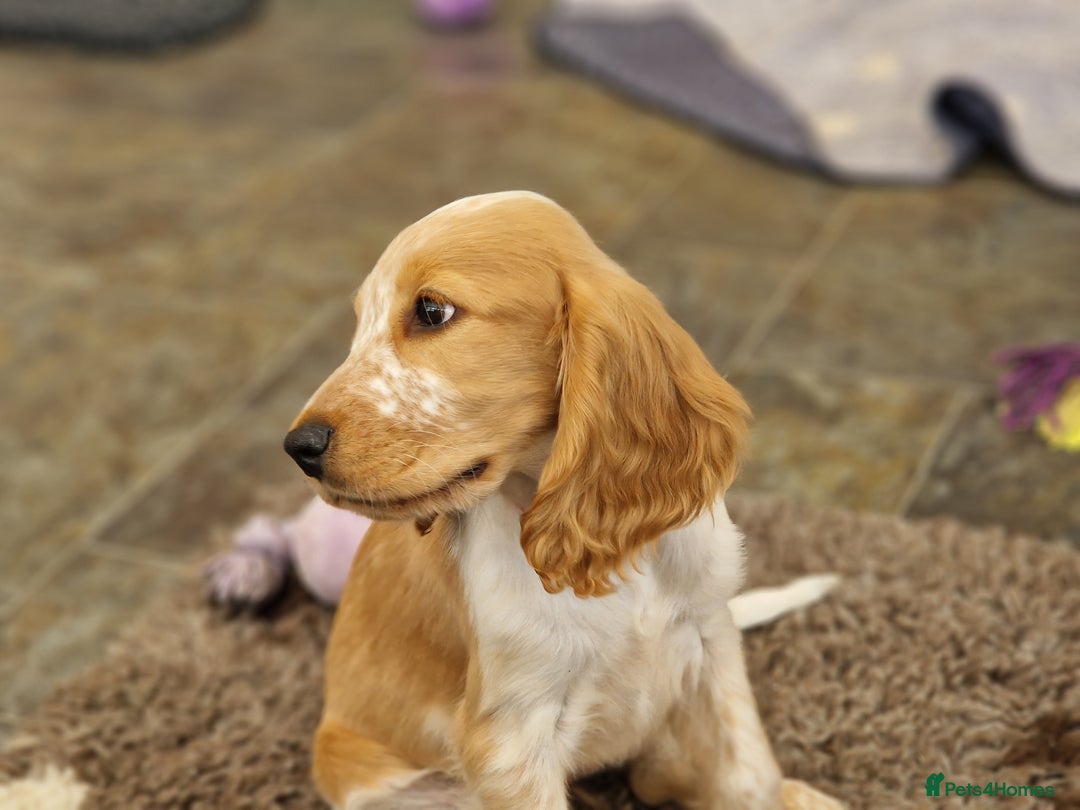 Cocker Spaniel dogs for sale: Pedigree SHOW Cocker Spaniel Puppies - Image 8