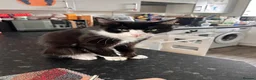 Mixed Breed cats for sale: Mixed Breed Kittens for sale - Advert 5
