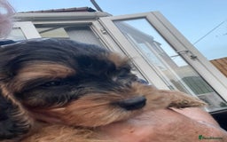 Cockapoo dogs for sale: Cuddly, cute, calm, sable Cockapoo puppies  - Image 18