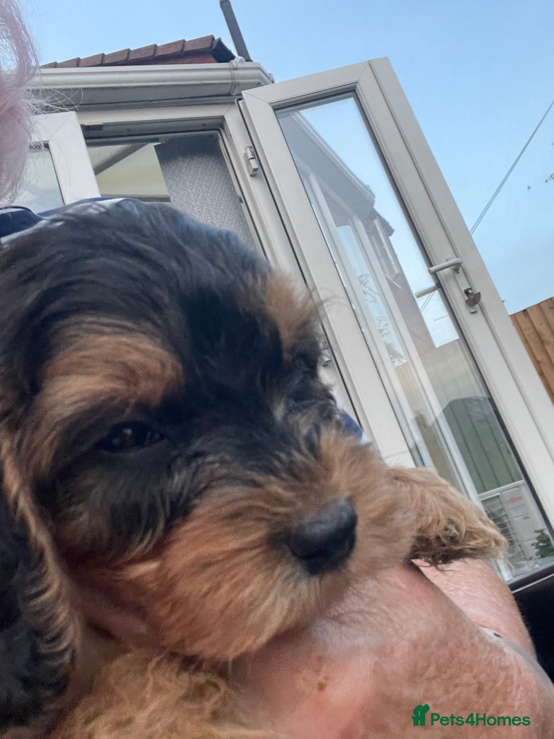 Cockapoo dogs for sale: Cuddly, cute, calm, sable Cockapoo puppies  - Image 18