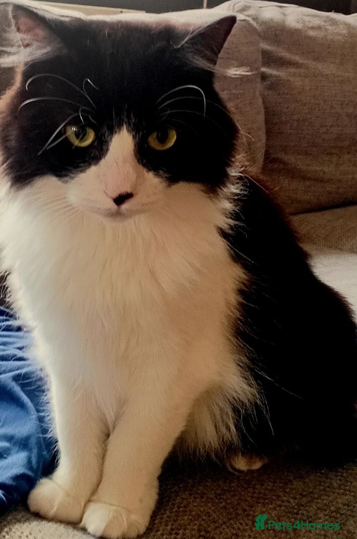 Mixed Breed cats A beautiful female cat looking for a loving home  - Advert 3