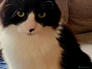 Mixed Breed cats A beautiful female cat looking for a loving home - Advert 3