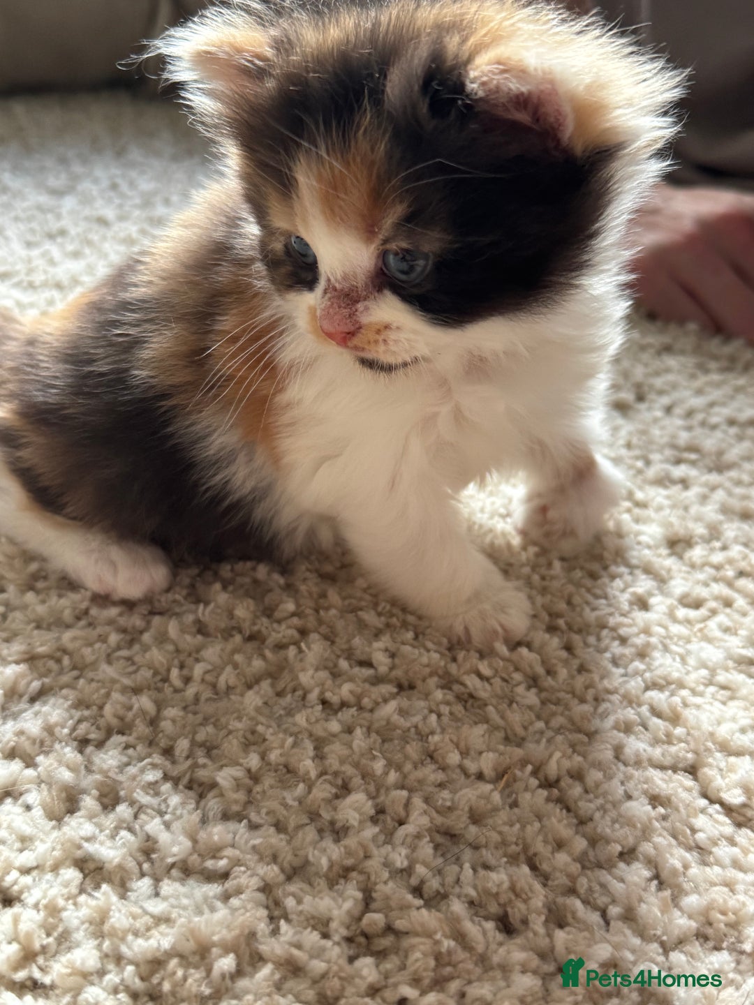 British Longhair cats for sale: 3 beautiful blue eyed British longhair - Image 12