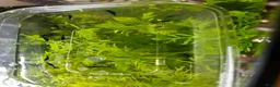 Shrimps fish for sale: Cherry and blue dream shrimps - Advert 6