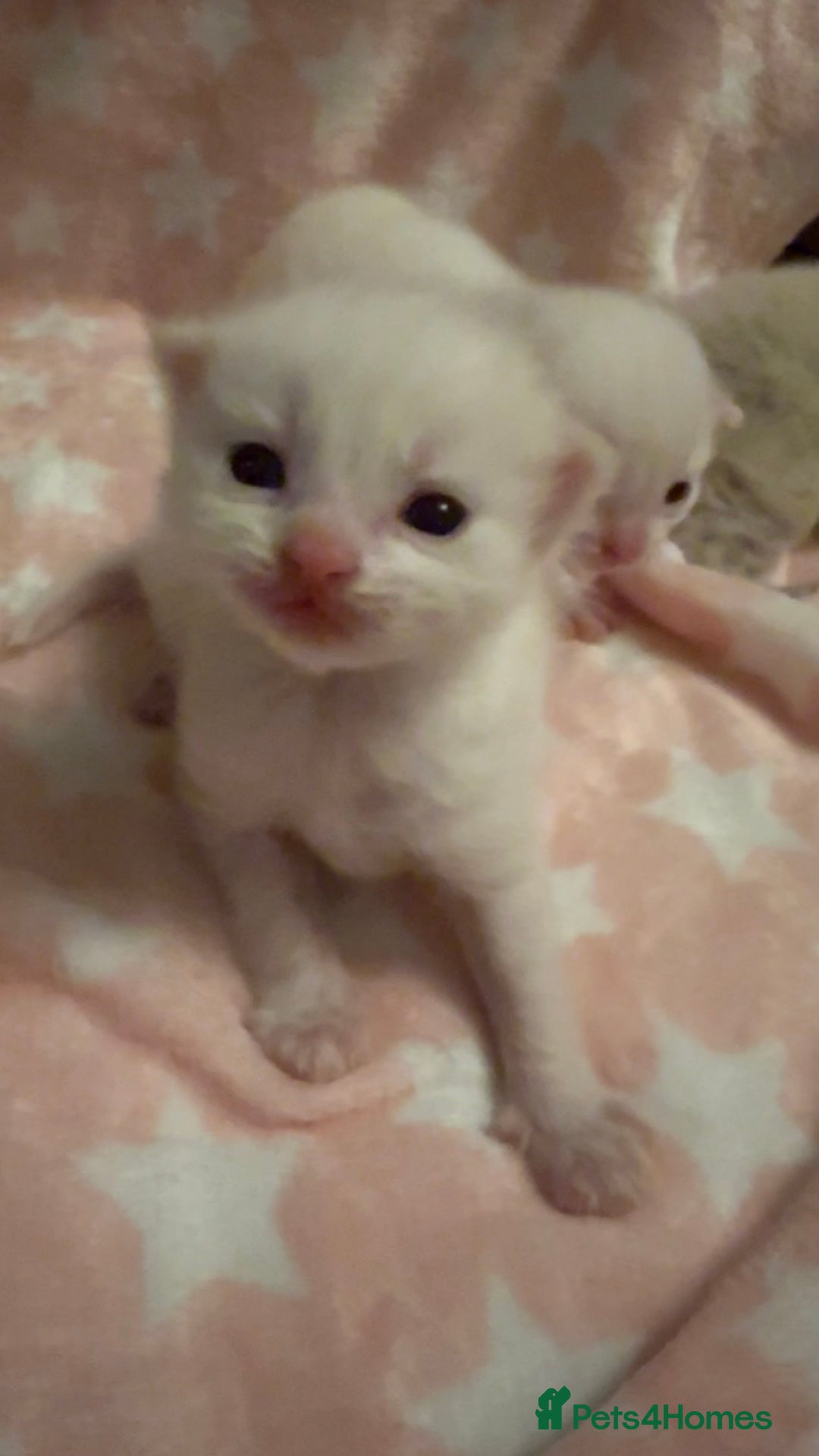 Ragdoll cats for sale: Stunning Ragdoll Kittens girl and boys  - Advert 20