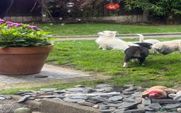 Chihuahua dogs for sale: Gorgeous Long coat MALE WHITE chihuahua.  - Image 21