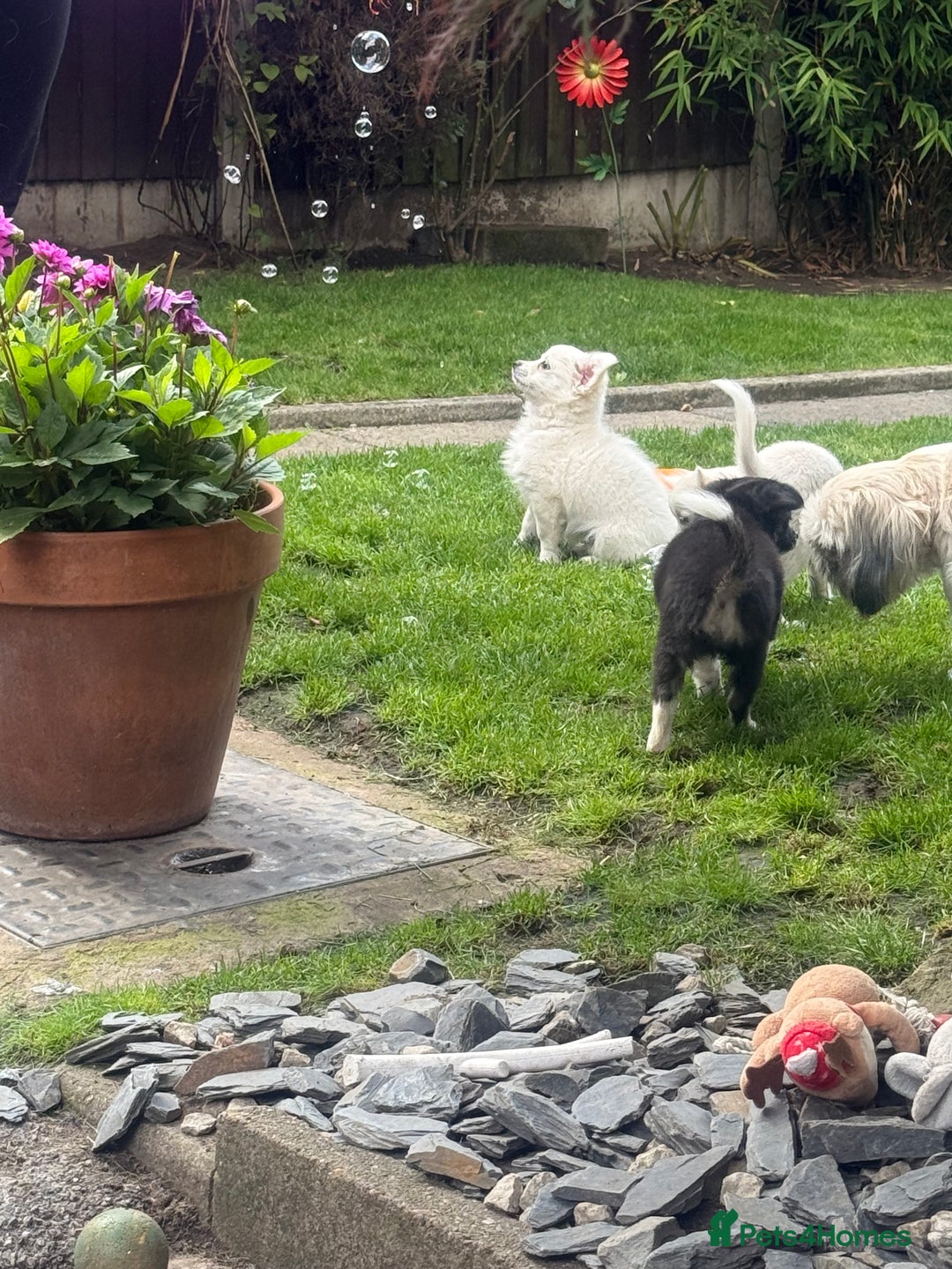 Chihuahua dogs for sale: Gorgeous Long coat MALE WHITE chihuahua.  - Image 21