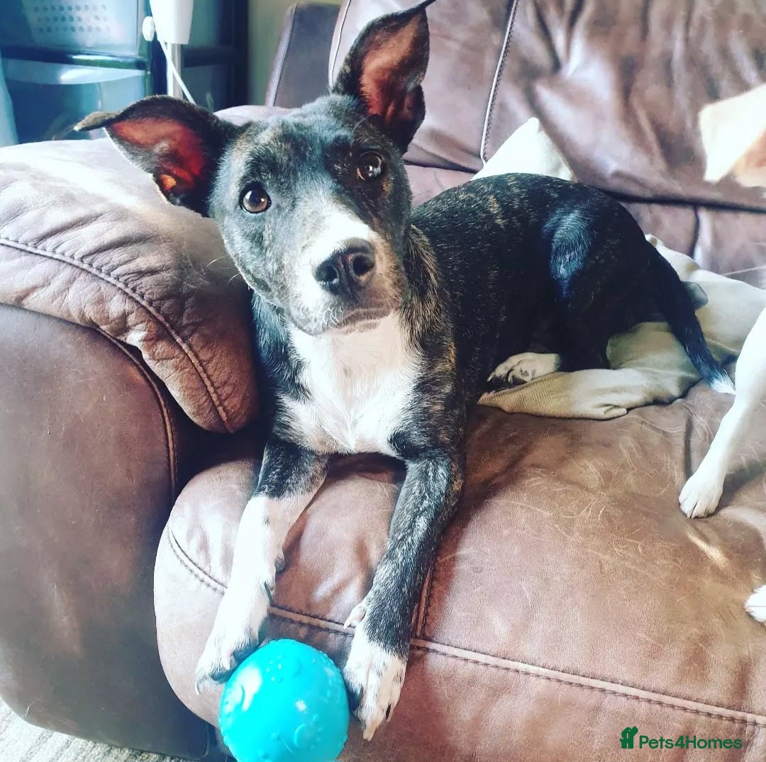 Mixed Breed dogs for sale: Brie is looking for active dog free home  - Image 6