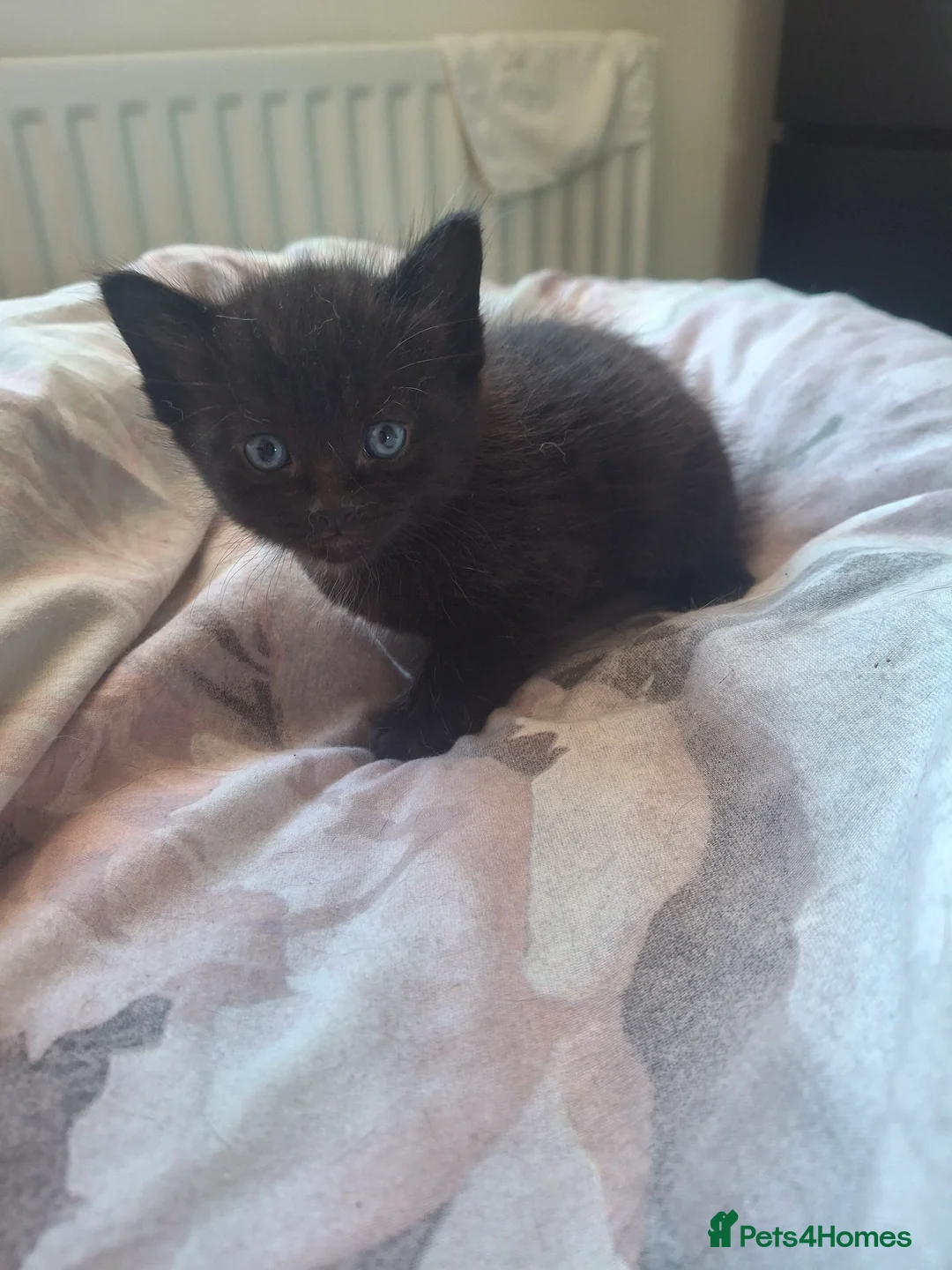 Domestic Shorthair cats for sale: 4 Beautiful Kittens – Available to Reserve Now 🐾 - Advert 2