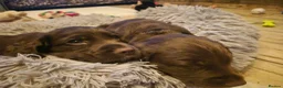 Sprocker dogs for sale: Beautiful Sprocker puppies for sale - Advert 3