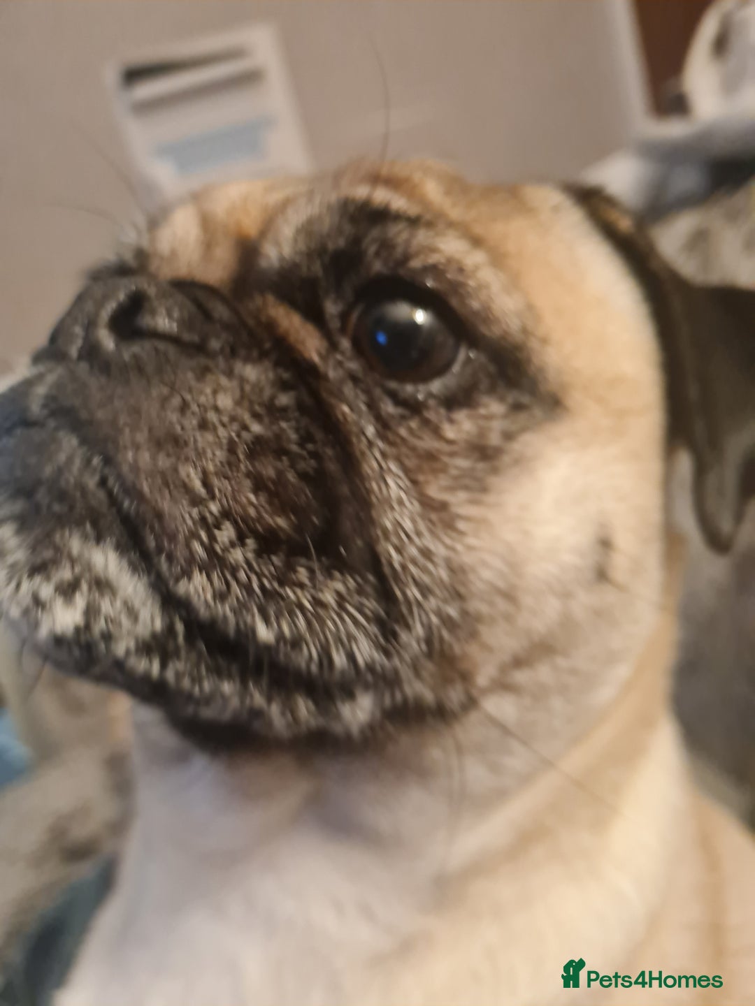 Mixed Breed dogs for sale: 5 year old norrie - Advert 2