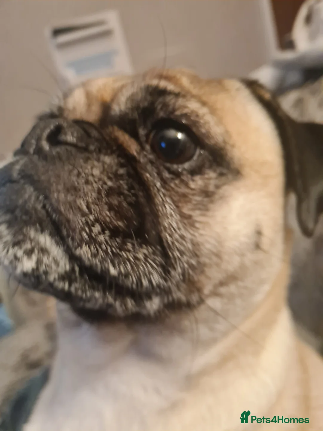 Mixed Breed dogs for sale: 5 year old norrie - Advert 2