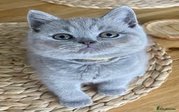 British Shorthair cats for sale: Gorgeous Blue and Lilac British shorthairs - Advert 11