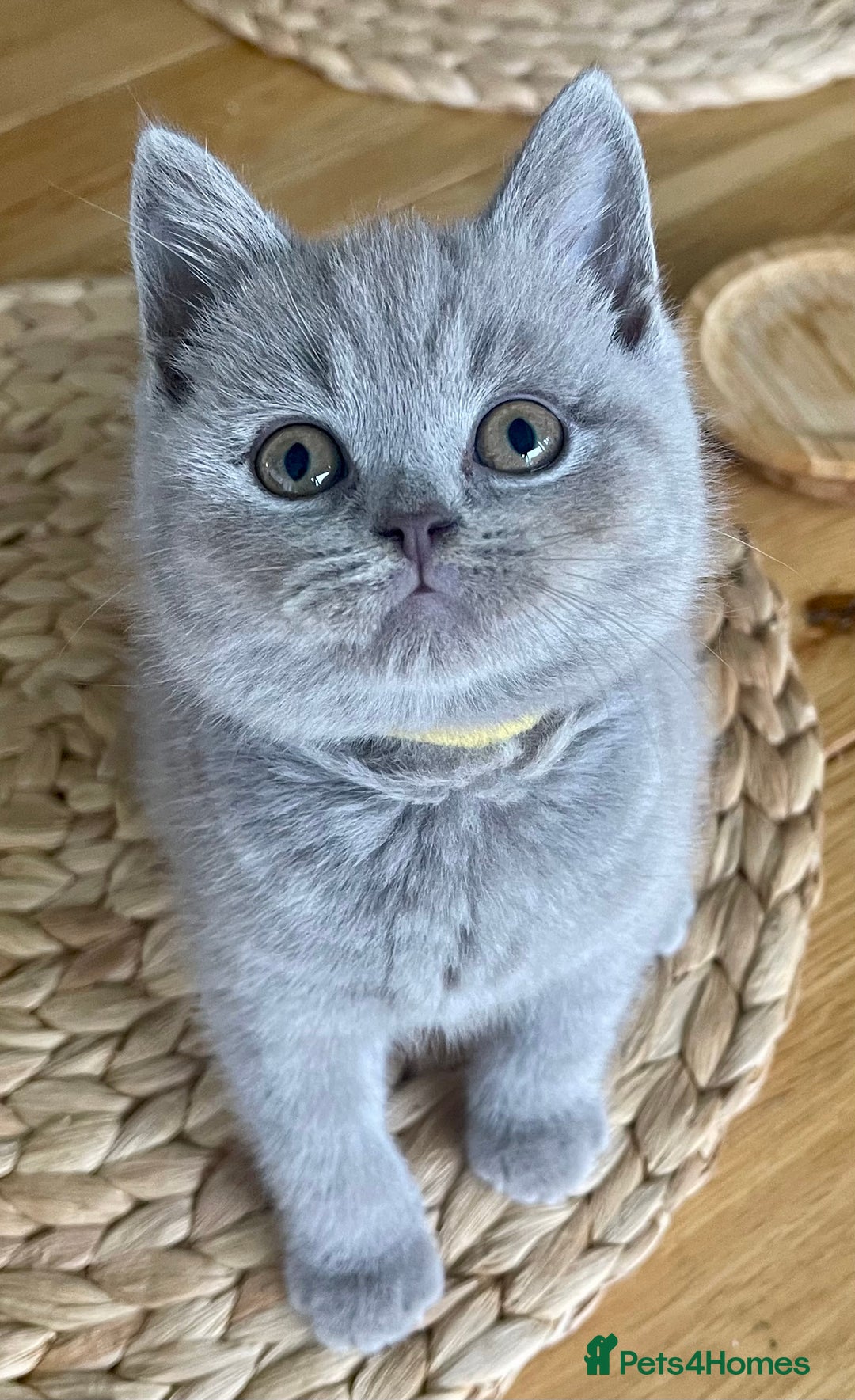 British Shorthair cats for sale: Gorgeous Blue and Lilac British shorthairs - Advert 11