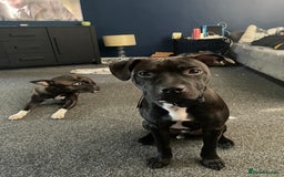 Staffordshire Bull Terrier dogs for stud: Dodger for stud! - Image 5
