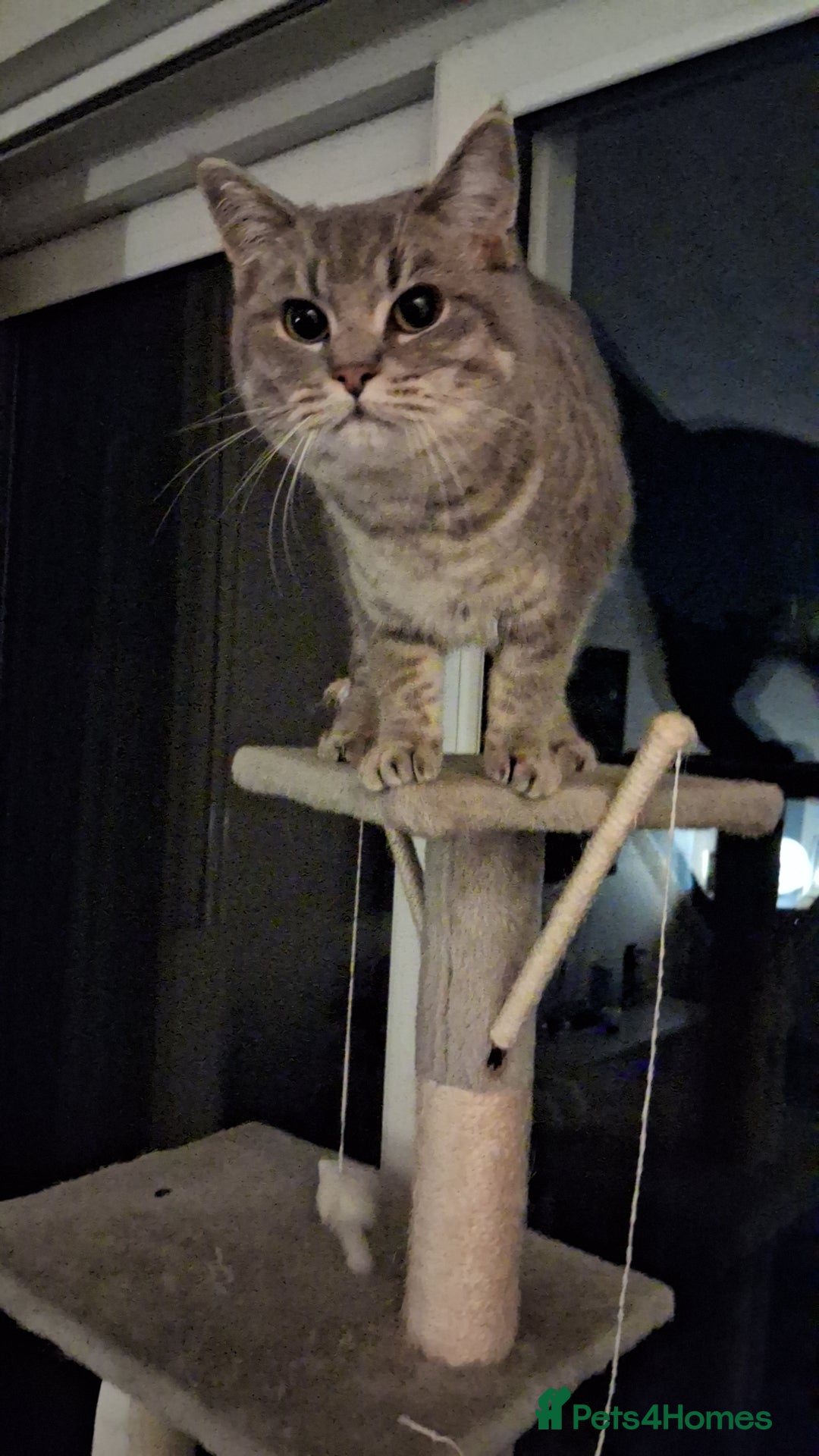 British Shorthair cats for sale: British Shorthair x Ragdoll Cat for Rehoming  - Image 6
