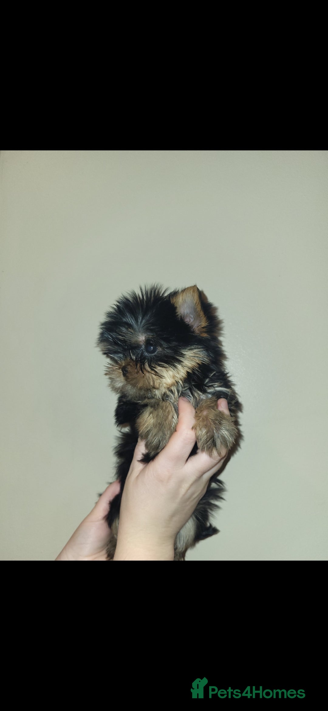 Yorkshire Terrier dogs for sale: Exceptional quality yorkshire terrier puppies  - Advert 2