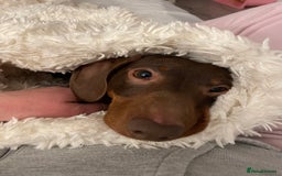 Miniature Dachshund dogs for sale: Blue needs new home  - Image 6