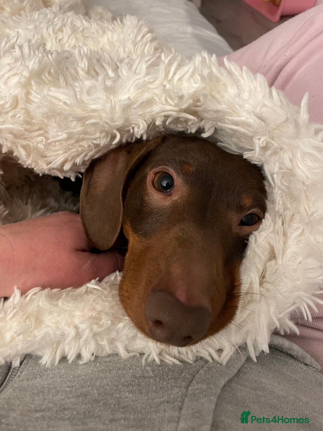 Miniature Dachshund dogs for sale: Blue needs new home  - Image 6