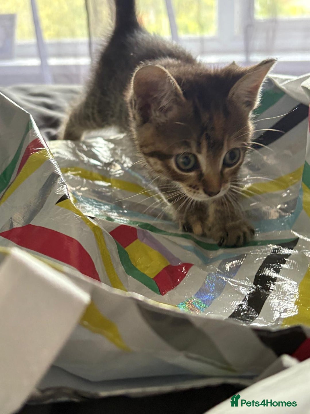 Mixed Breed cats for sale: 5 kittens looking for their forever homes  - Image 9