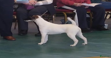 Fox Terrier dogs - Advert 5