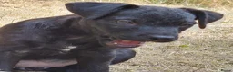 Patterdale Terrier dogs for sale: 2x Patterdale puppies - female - available now - Advert 5