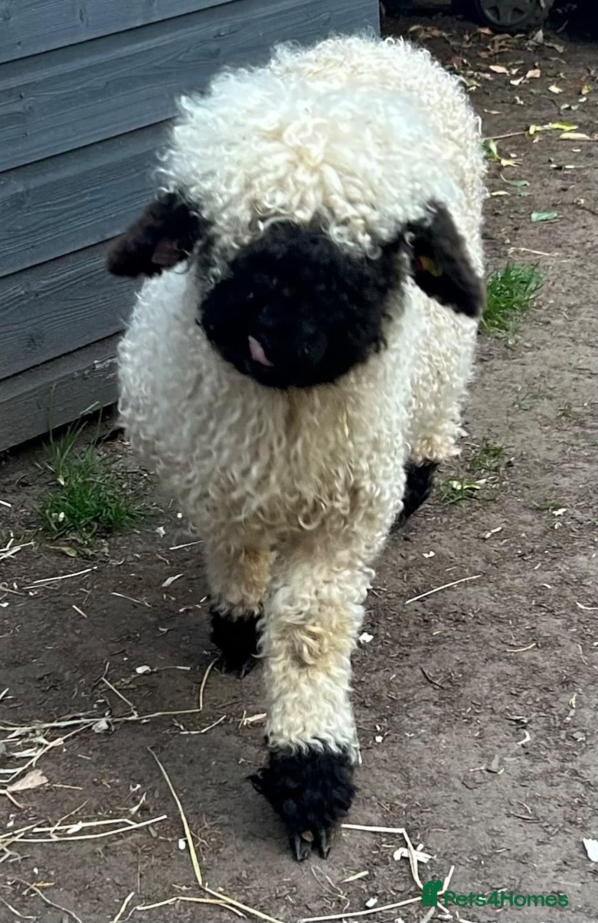 Sheep livestock Valley lamb (black nose) - Advert 1