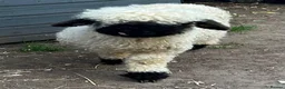 Sheep livestock for sale: Valley lamb (black nose) - Advert 1