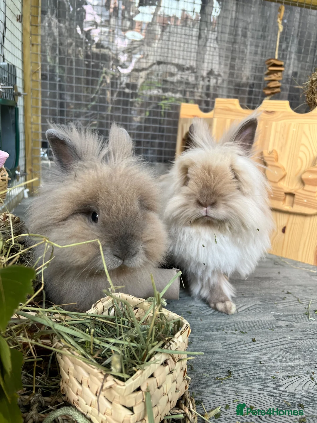 Lionhead rabbits for sale: Two bonded Lionhead rabbits  in Halstead - Advert 4