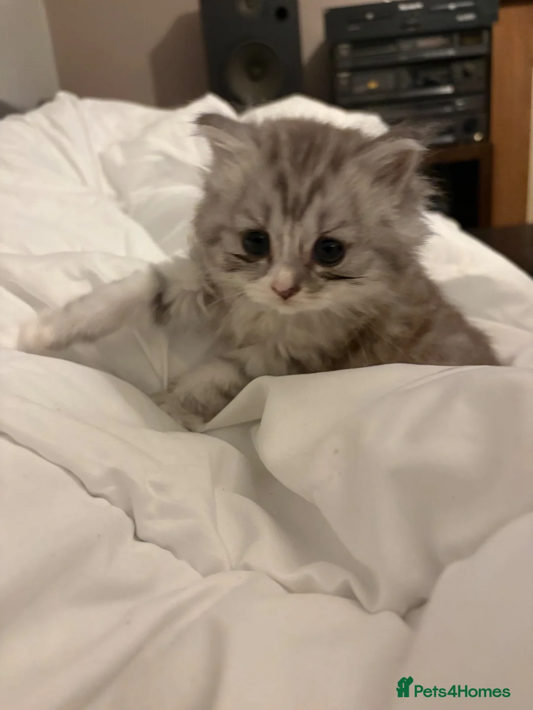 British Shorthair cats for sale: British shorthair X - Advert 4