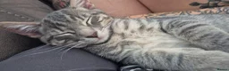 Mixed Breed cats for sale: 2 brothers - same litter - tabby in Llanelli - Advert 5