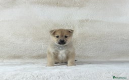 Pomsky dogs for sale: Stunning blue eyes f3 Pomsky puppies for sale - Advert 34