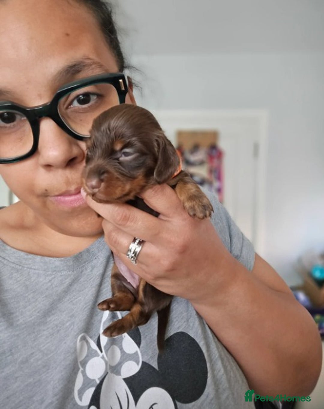 Miniature Dachshund dogs for sale: Adorable Miniature Long-Haired Dachshund Puppies  - Advert 7